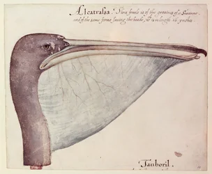 Pélican, c.1590